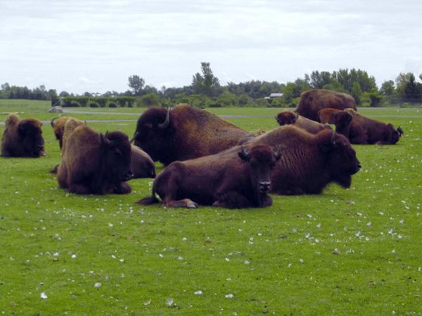Photo of Bison bison by <a href="http://www.flickr.com/photos/dianesdigitals/">Diane Williamson</a>